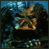 Predator / Alien vs Predator (AvP) avatar 14
