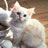 Assorted Animals avatar 6
